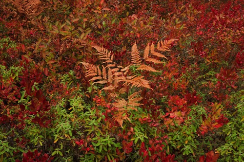 Fern, Michael Huber Preserve (New Jersey Conservation Foundation), Pine Barrens (4500 SA).jpg